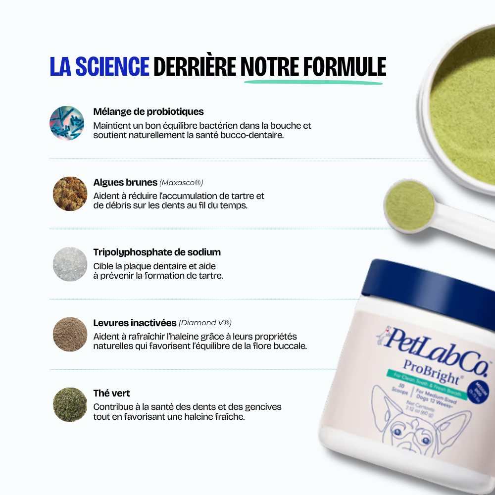 Poudre Dentaire (Copie)