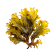 Farine d’algues