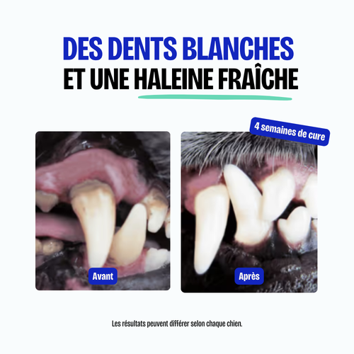Poudre Dentaire (Copie)
