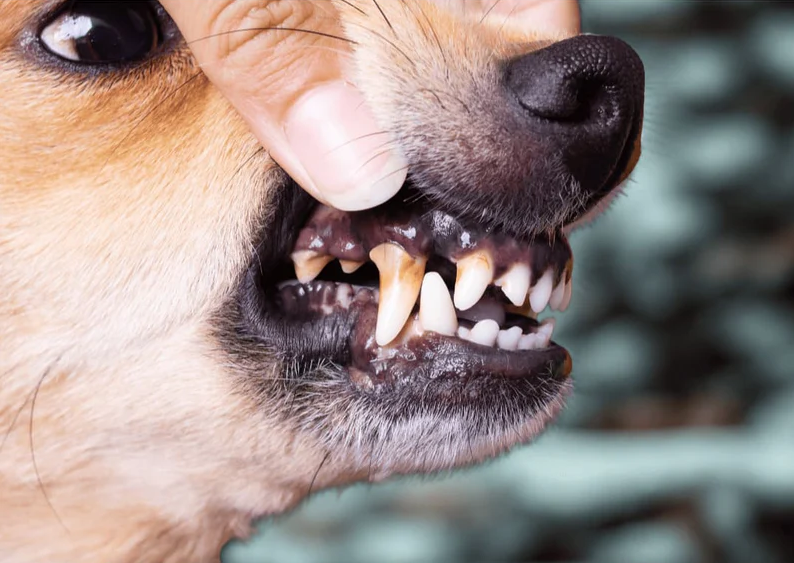 80% des chiens cachent