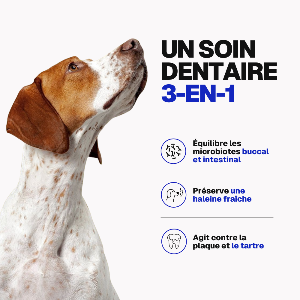 Poudre Dentaire Hygiène, Dents & Haleine