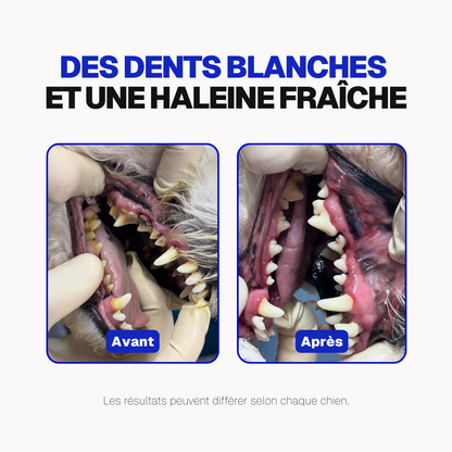 Poudre Dentaire Hygiène, Dents & Haleine