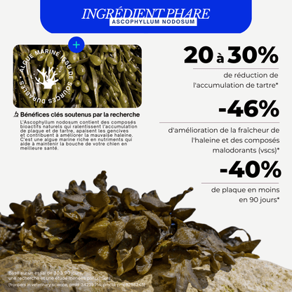 Poudre Dentaire 3 en 1 : Dents, Haleine & Gencives